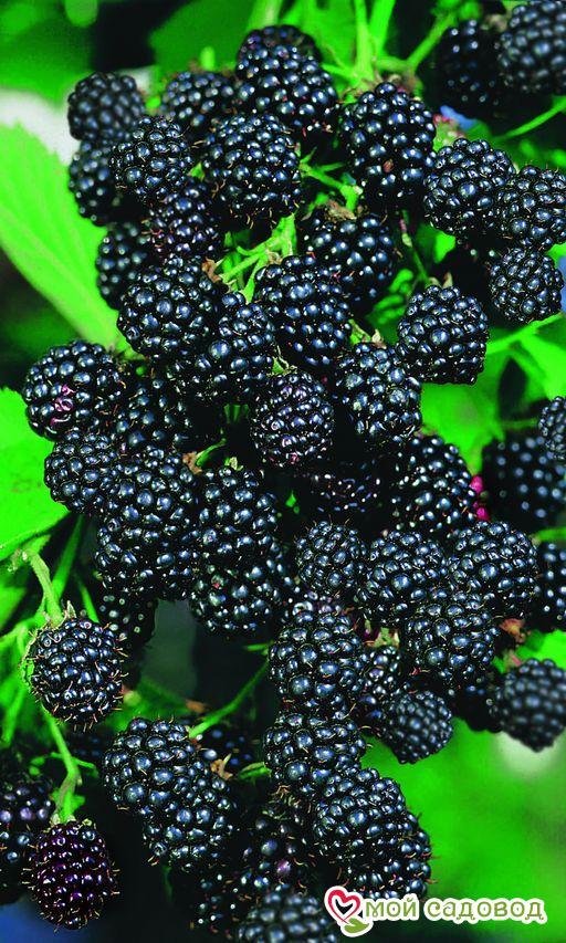 Ежевика "Честер Торнлесс" Высокая урожайность!