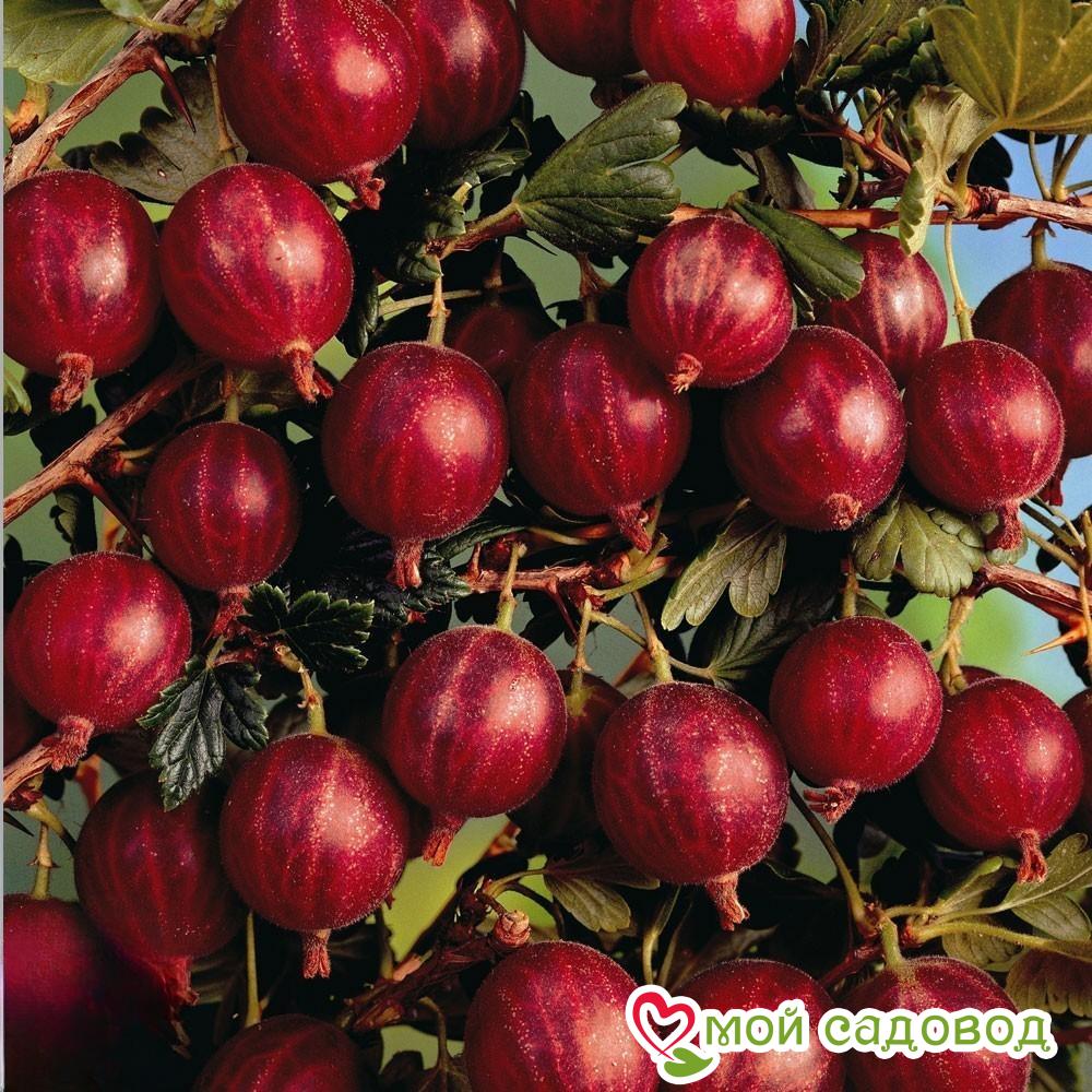 Крыжовник Маяк