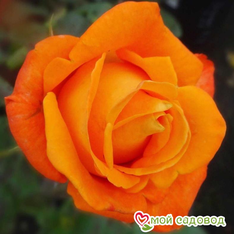 Роза Мильва