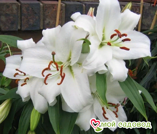 Лилия восточная "Касабланка"