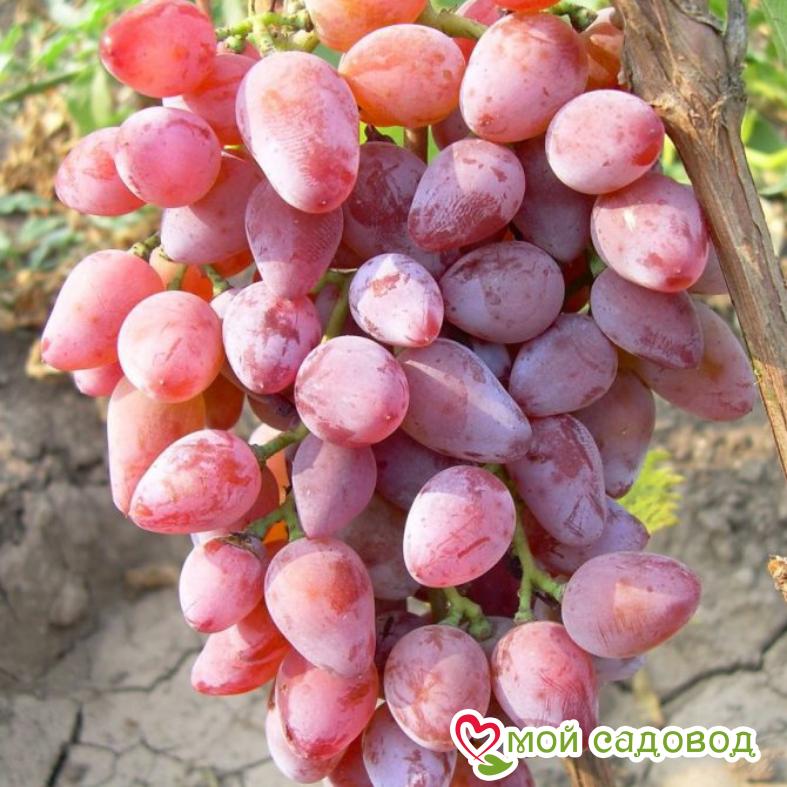 Виноград Румба