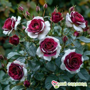 Роза Лост Лав