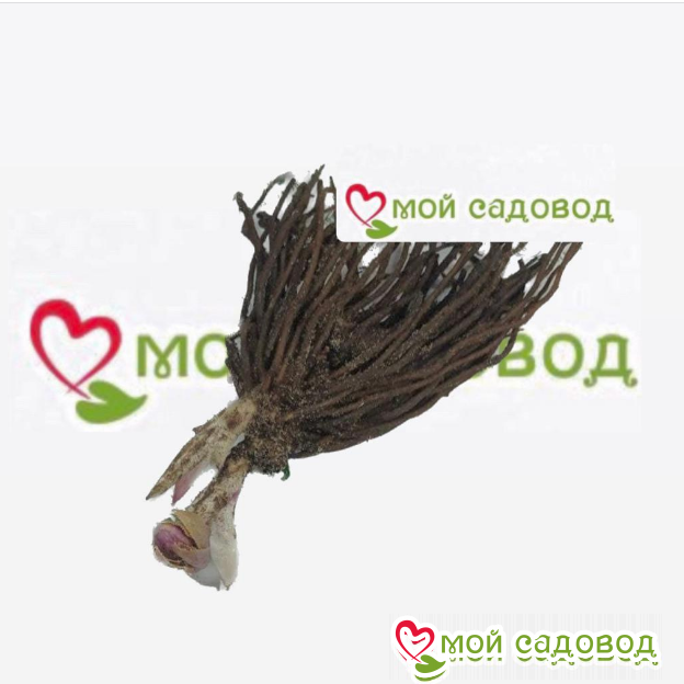 Морозник Блэк Оникс