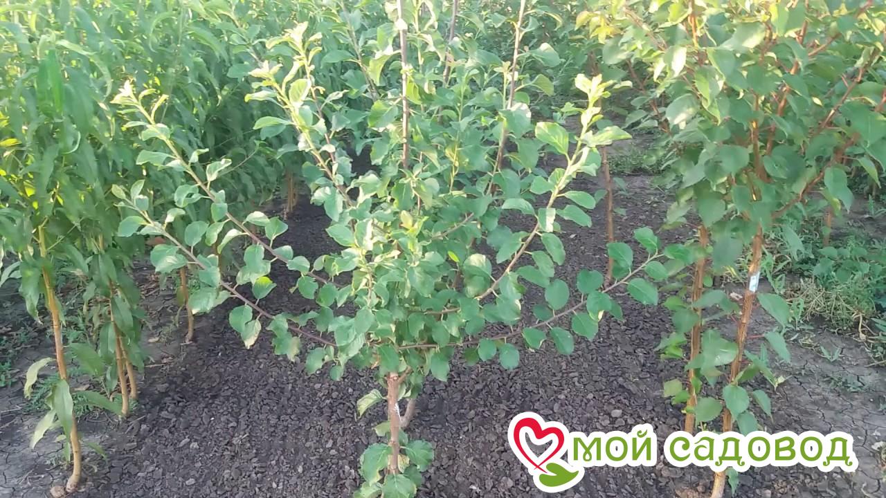 Слива Княжеский Выбор