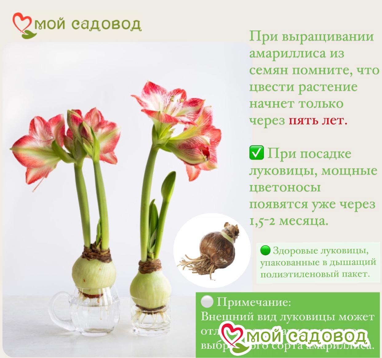 Амариллис Эхо Лета